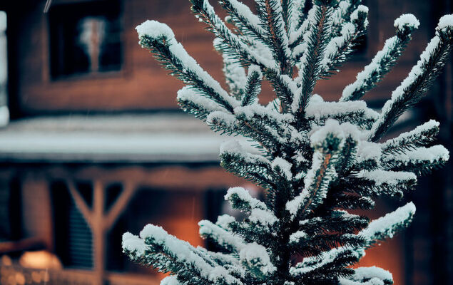 Sissis Green Chalets Hubertus - Photo 27